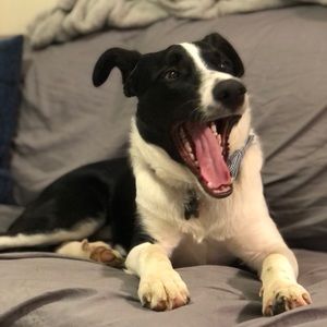 Meet your Posher, Thomas